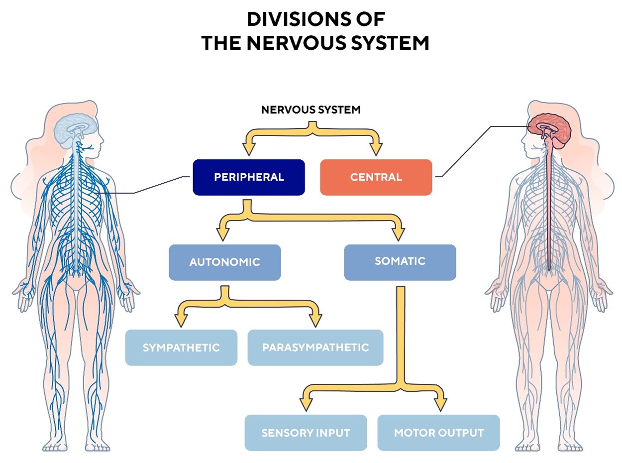 Divison of the nervous system