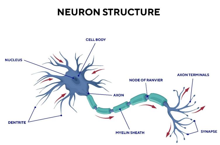 Neuron structure